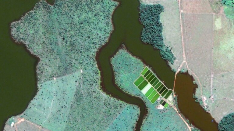 Deforestation crisis of the Amazon Forest